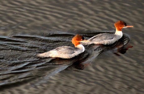 Mergus merganser Oulu 20130914 02