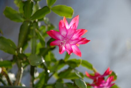 Cactus flower pink blossom photo