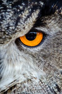 Close-up eye wildlife photo
