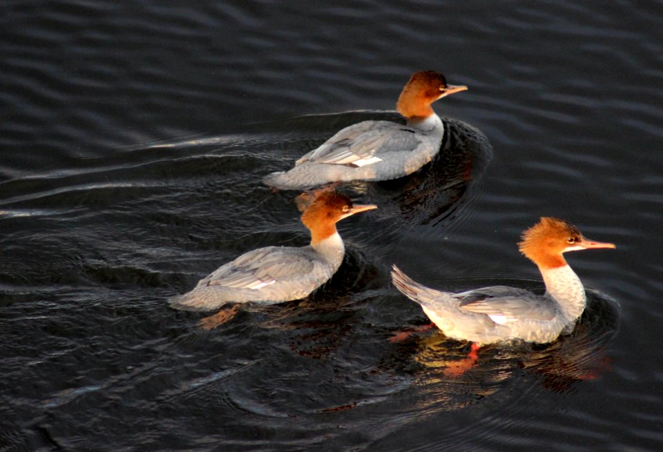 Mergus merganser Oulu 20130914 01