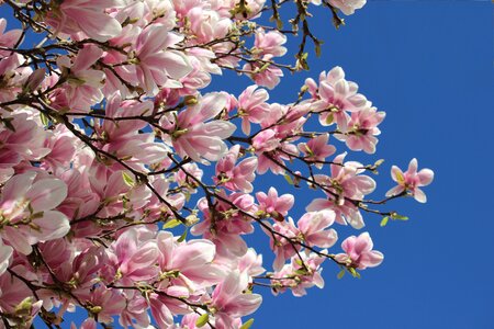Spring bloom flowering tree pink bloom