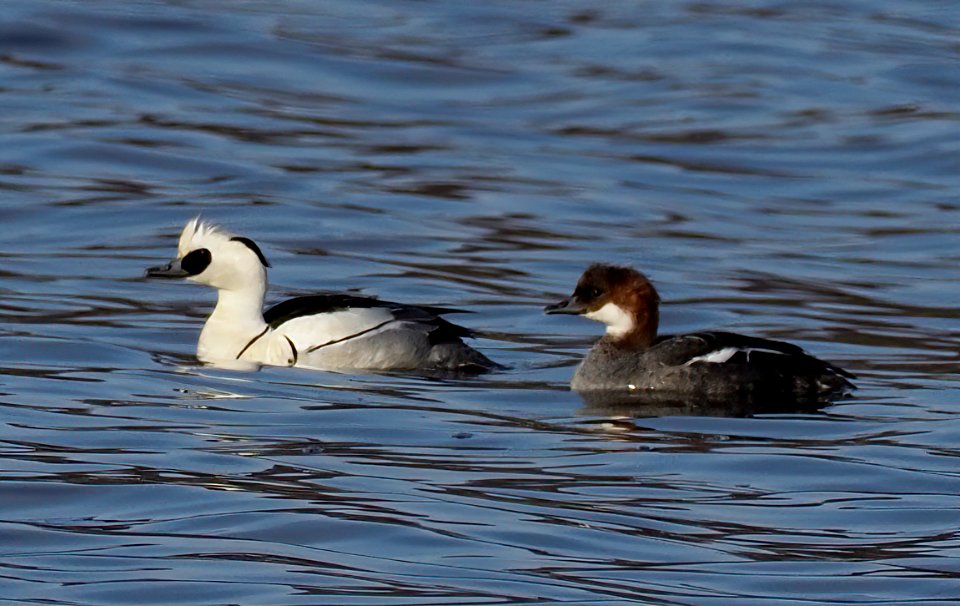 Mergellus albellus Oulu Finland 2020-05-08