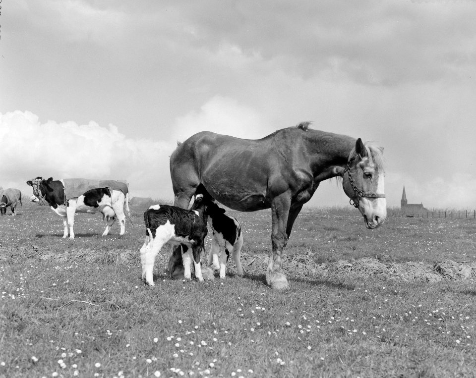 Merrie met twee kalveren in de Betuwe, Bestanddeelnr 908-4926