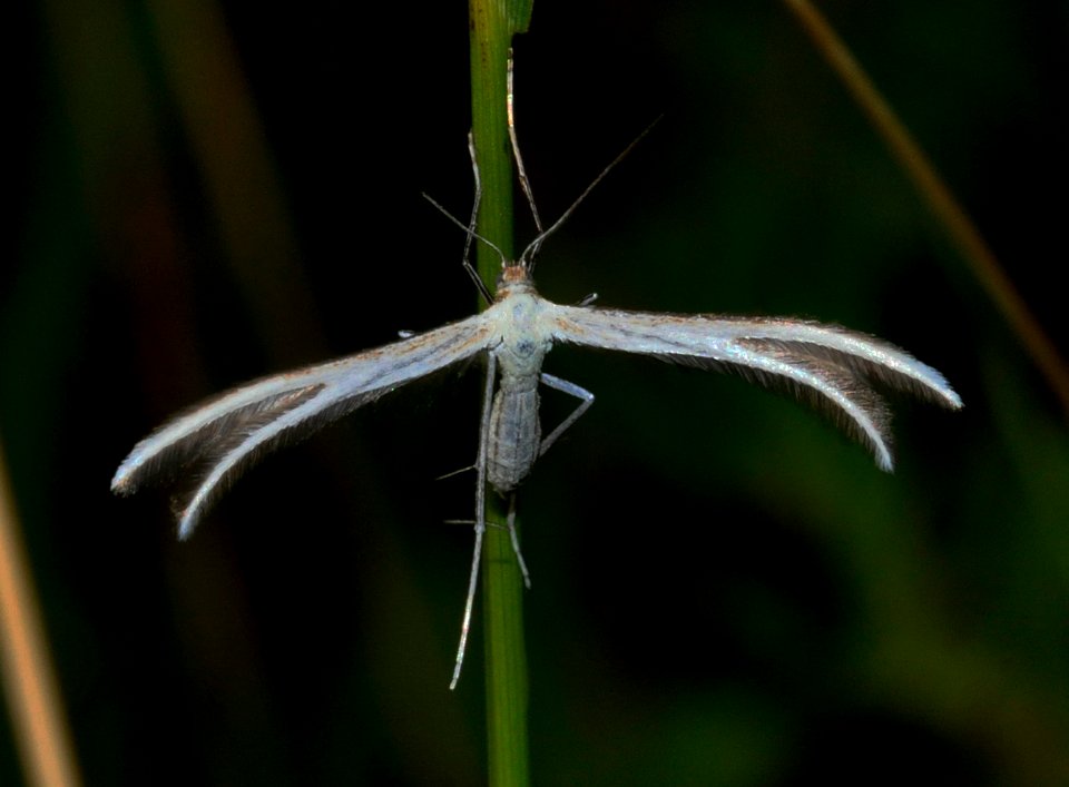 Merrifieldia-baliodactylus-07-fws