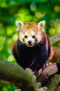 Red panda tree wildlife photo