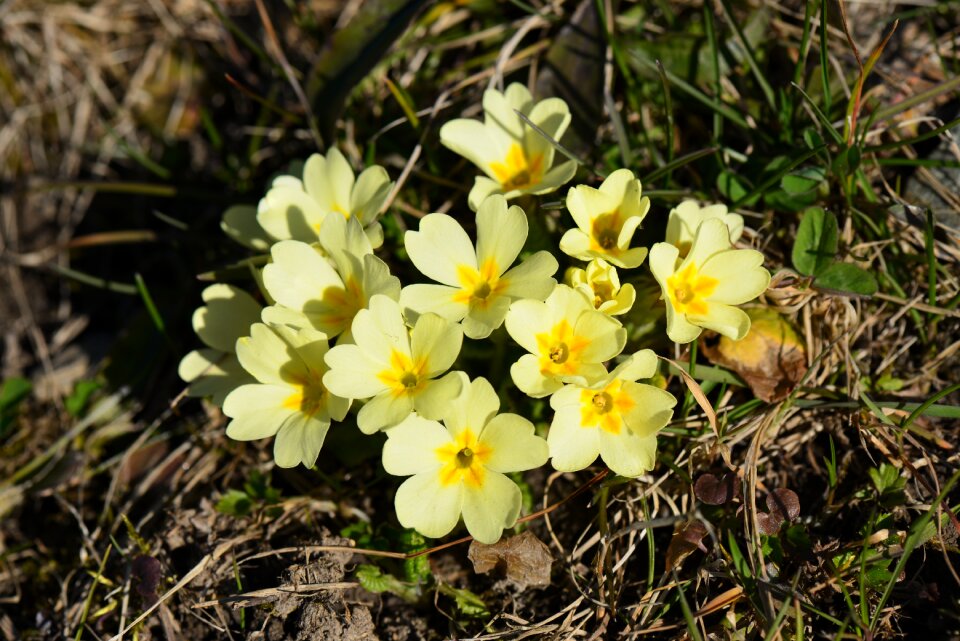 Bloom spring bright