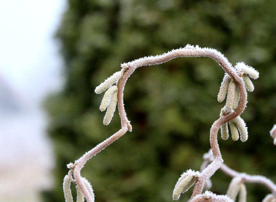 Branch iced cold