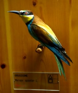 Merops apiaster - Museo Civico di Storia Naturale Giacomo Doria - Genoa, Italy - DSC03135