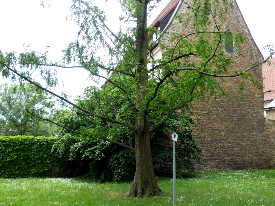 MerseburgSchloss, ND Urweltmammutbaum (2)