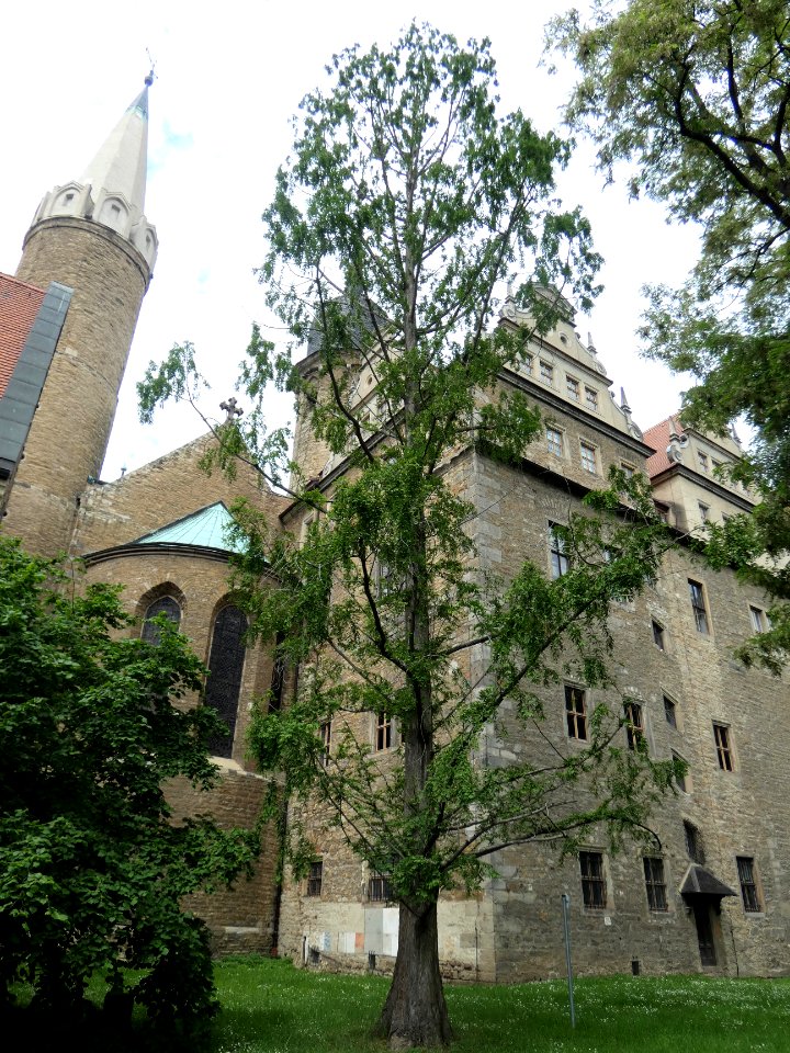 MerseburgSchloss, ND Urweltmammutbaum