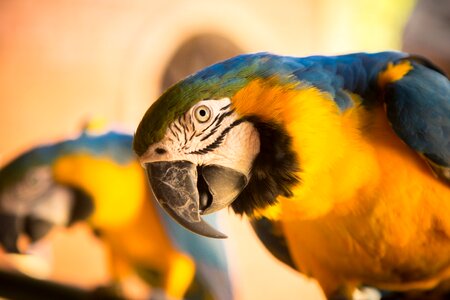 Cute feathers macaw