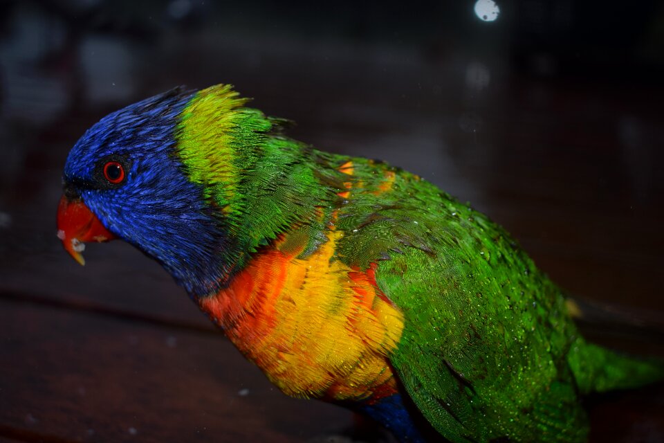 Sydney animal wildlife