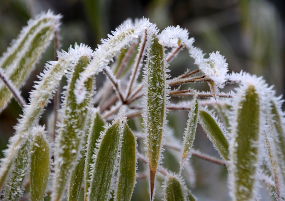Reed incomplete cold
