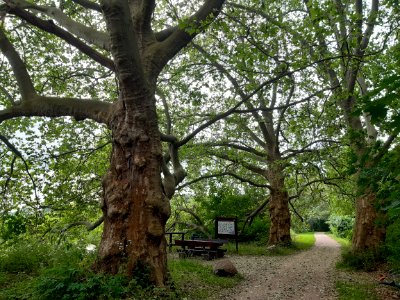 Merseburg Saaleradweg Rastplatz Platanen