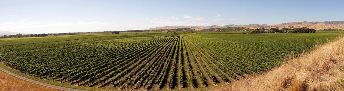 New zealand marlborough wine