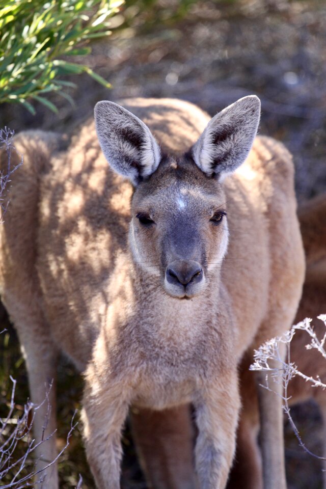 Nature wildlife marsupial