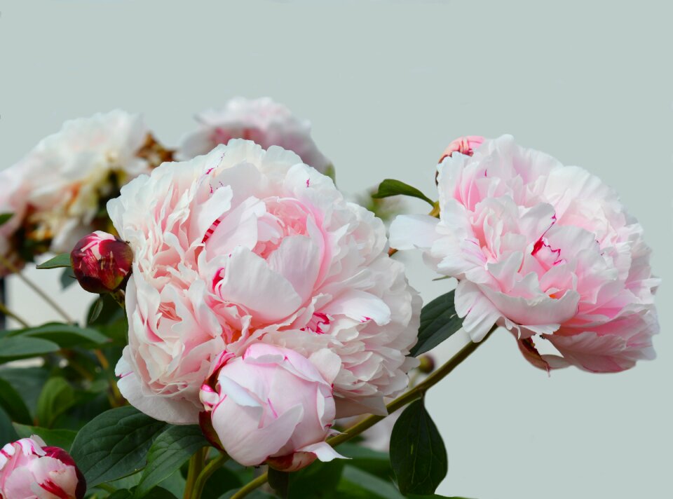 Pink flower double flower