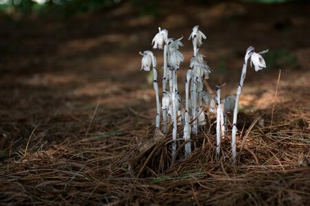 Close fungus nature
