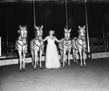 Mevrouw Mikkenie met 4 paarden, Bestanddeelnr 903-0343