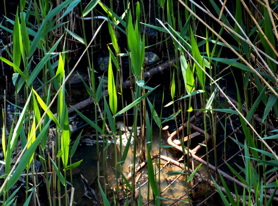 Metal junk thrown into the water of Broälven Nature Reserve