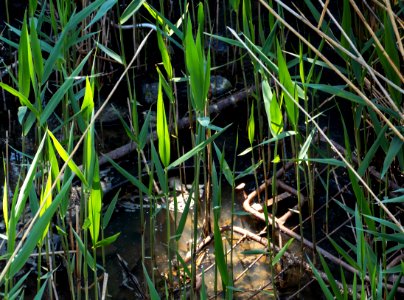 Metal junk thrown into the water of Broälven Nature Reserve