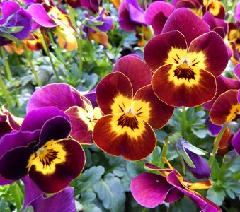 Spring flowers red balcony plants