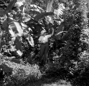 Mevrouw Joy Boogh in de voormalige Jodensavanna aan de Surinamerivier, Bestanddeelnr 252-6930