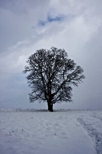 Tree landscape snow landscape