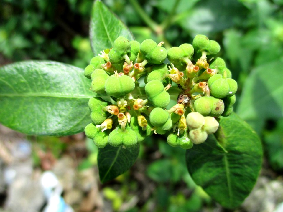 Mexican fireplant (Euphorbia heterophylla) flower 2