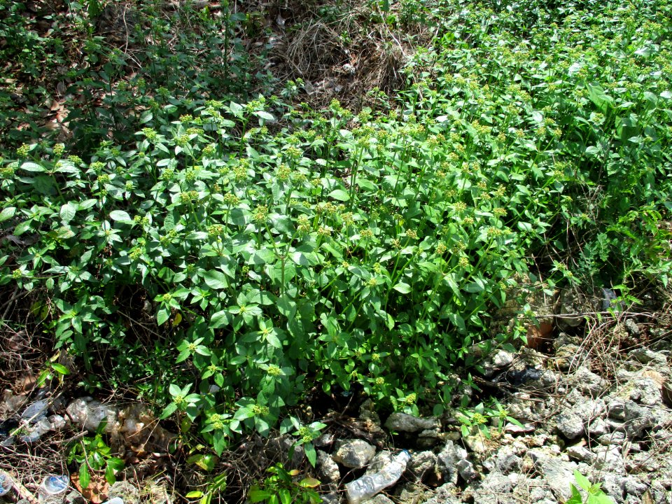 Mexican fireplant (Euphorbia heterophylla) habit