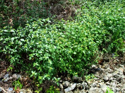 Mexican fireplant (Euphorbia heterophylla) habit photo
