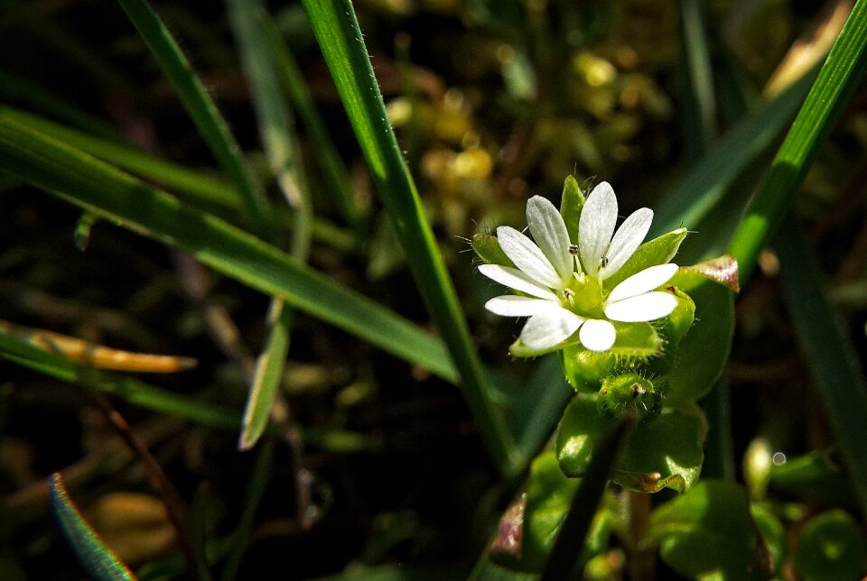 Green tender spring