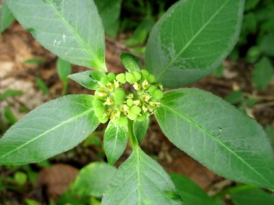 Mexican fireplant (Euphorbia heterophylla) flower 1