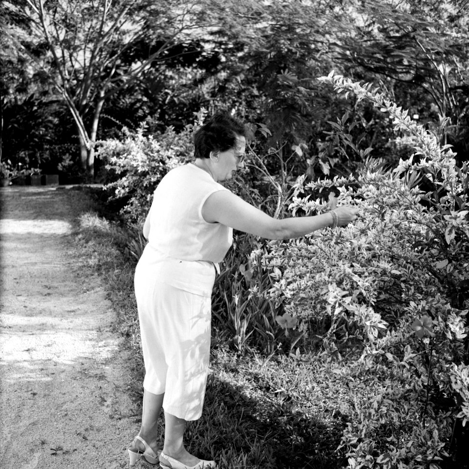 Mevrouw Van de Poll in de tuin van familie De Greve in Paramaribo, Bestanddeelnr 252-2189
