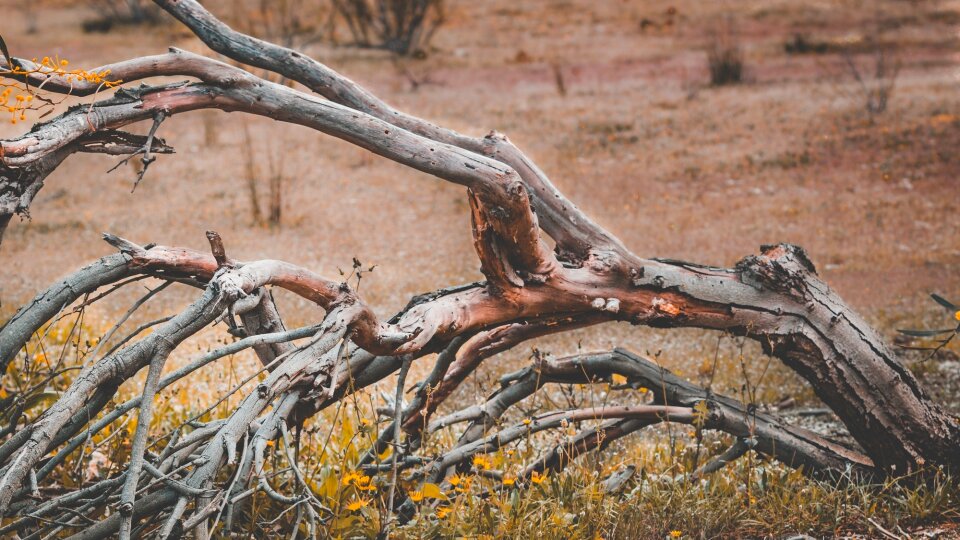 Tree dead dry photo