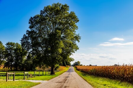 Corn road trees photo