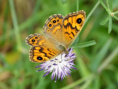 Libar margenera commune lasiommata megera