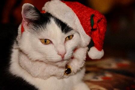 Funny cute sweet