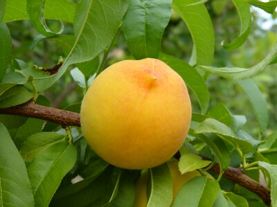 Peach vineyard fruit tree summer