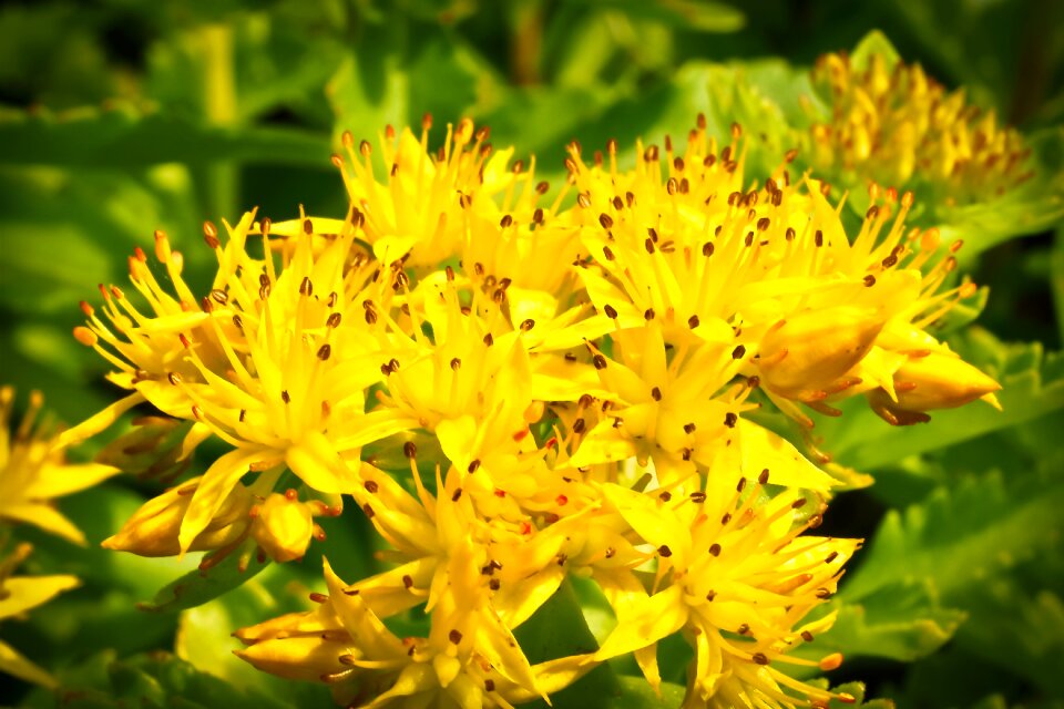 Nature plant close up