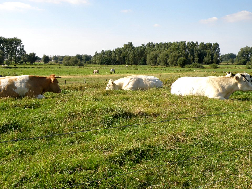 Mespelare Landschap 2