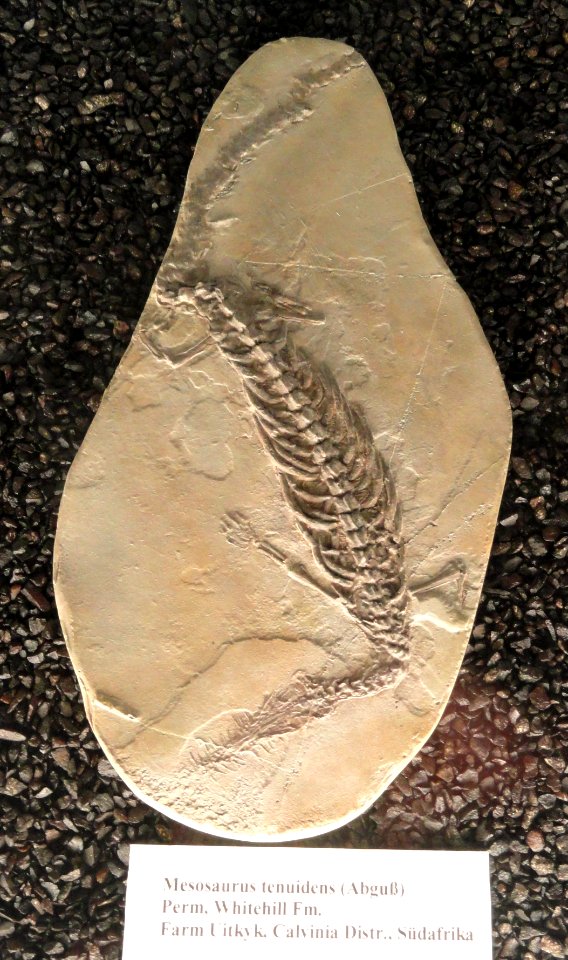 Mesosaurus tenuidens - Naturmuseum Senckenberg - DSC02213