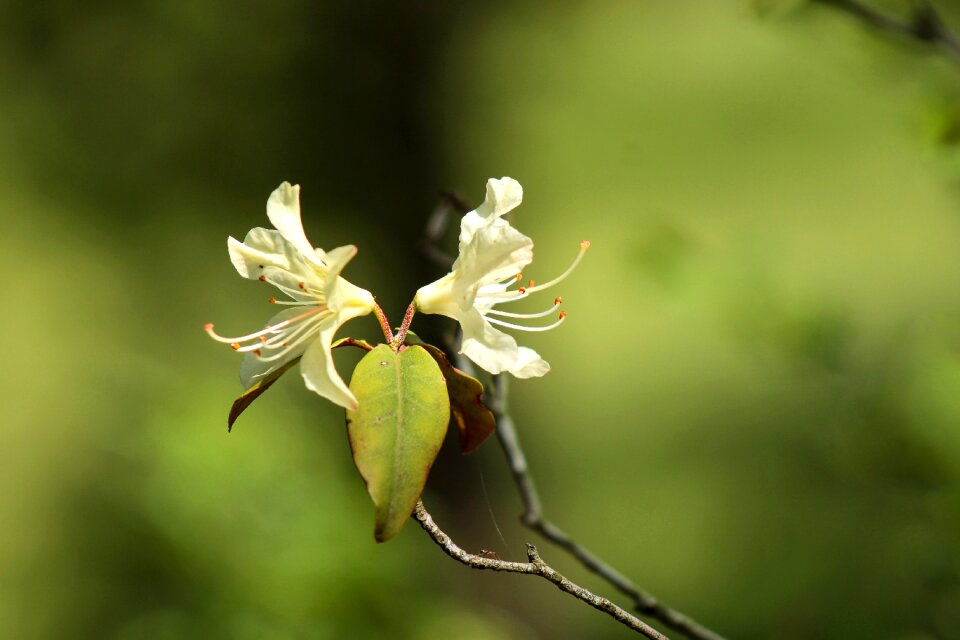 Botanical garden garden flora