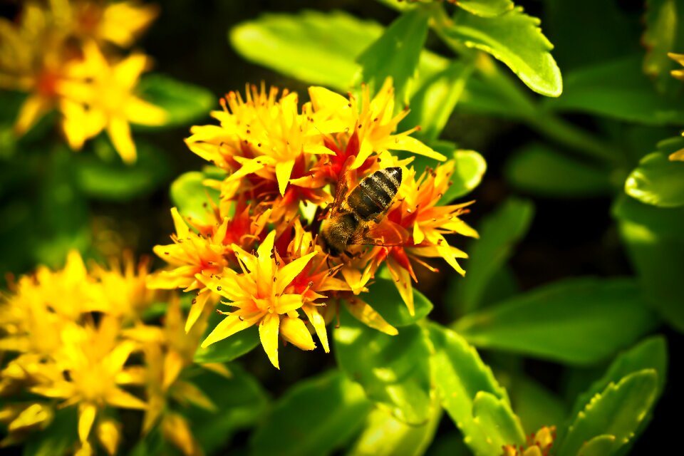 Nature plant close up