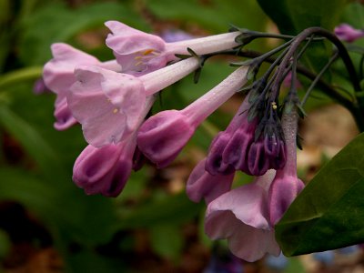 Mertensia virginica, pink form, 2015-04-25, Fox Chapel, 02