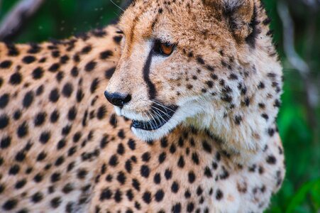Leopard wild cat wildlife photo
