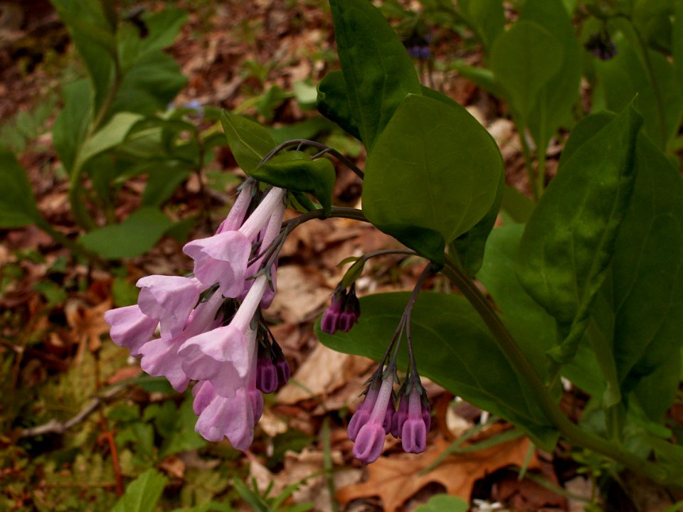 Mertensia virginica, pink form, 2015-04-25, Fox Chapel, 01