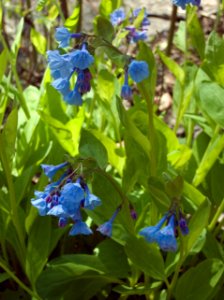 Mertensia virginica, 2021-04-20, Seldom Seen, 04