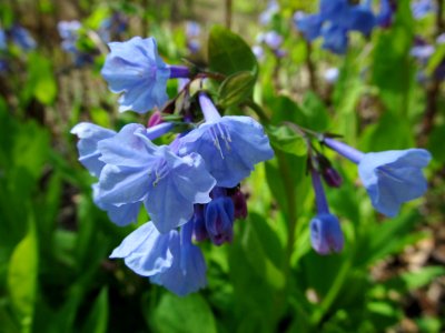 Mertensia virginica, 2021-04-20, Seldom Seen, 06