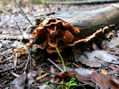 Merulius tremellosus 107575159